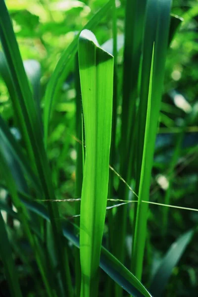 Close Van Groene Vetiver Bladeren Achtergrond Textuur — Stockfoto