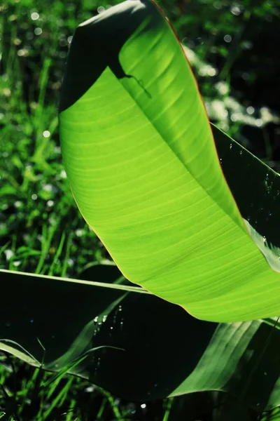 Gyönyörű Zöld Trópusi Levelek Növényi Vízcsepp Háttér — Stock Fotó