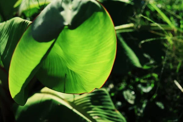 Gyönyörű Zöld Trópusi Levelek Növényi Vízcsepp Háttér — Stock Fotó