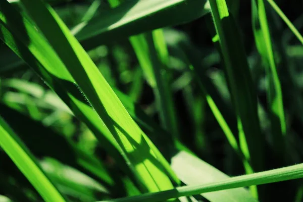 Närbild Gröna Vetiver Blad Bakgrund Eller Konsistens — Stockfoto