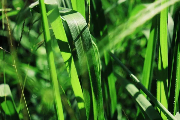 Zblízka Zelené Vetiver Listy Pozadí Nebo Textury — Stock fotografie