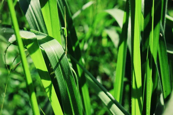 Close Green Vetiver Leaves Background Texture — Stock Photo, Image