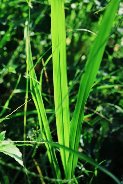 Primer Plano Hojas Vetiver Verdes Fondo Textura — Foto de Stock