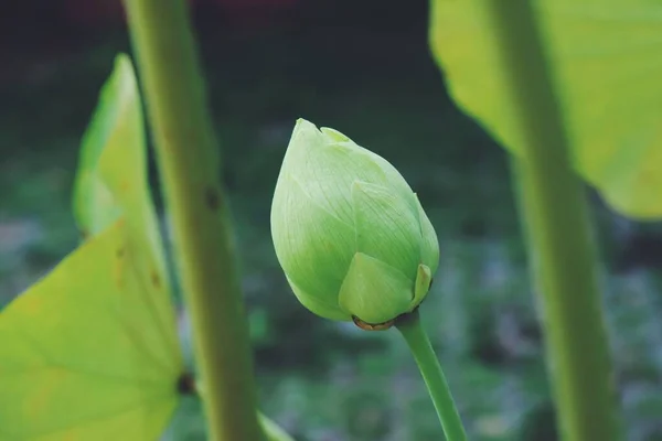 Цветы Листья Зеленого Лотоса — стоковое фото