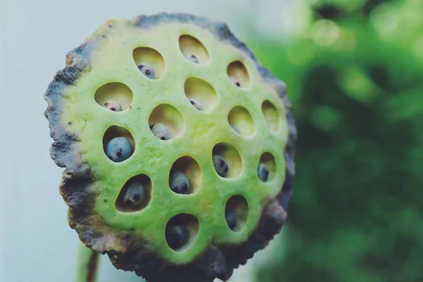 Närbild Vackra Gröna Frön Lotus Tropiska Blommor — Stockfoto