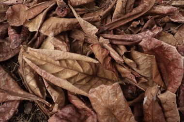 Kahverengi kurumuş yaprakların güzelliği arka plan ya da doku