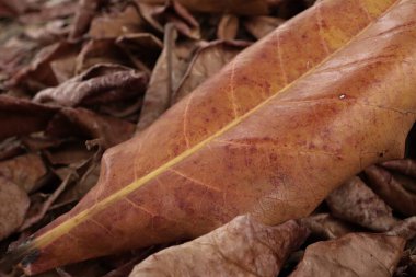 Kahverengi kurumuş yaprakların güzelliği arka plan ya da doku