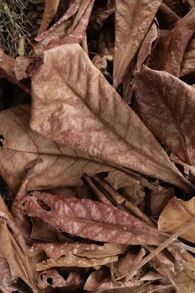 美丽的褐色干树叶 自然背景或质感 — 图库照片