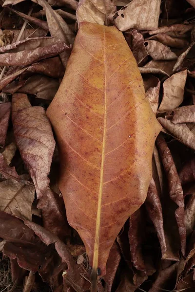 Belle Feuilles Séchées Brunes Fond Texture Nature — Photo