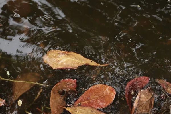 茶色の乾燥した葉の美しい自然背景や質感 — ストック写真