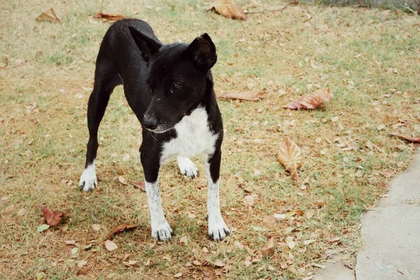 Czarno Biały Pies Brązowym Tle Suszonej Trawy — Zdjęcie stockowe