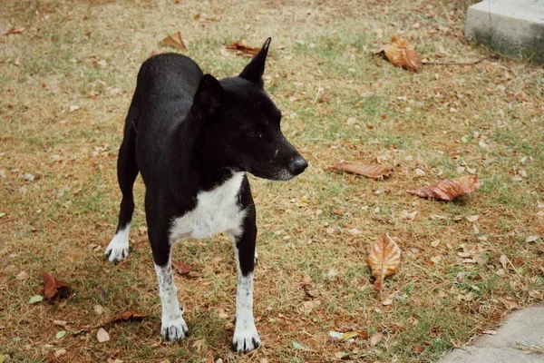 Black White Dog Brown Dried Grass Background — Stock Photo, Image