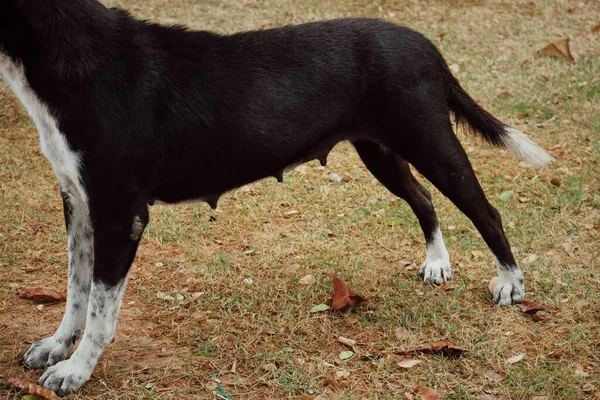 褐色干草背景上的黑白相间的狗 — 图库照片