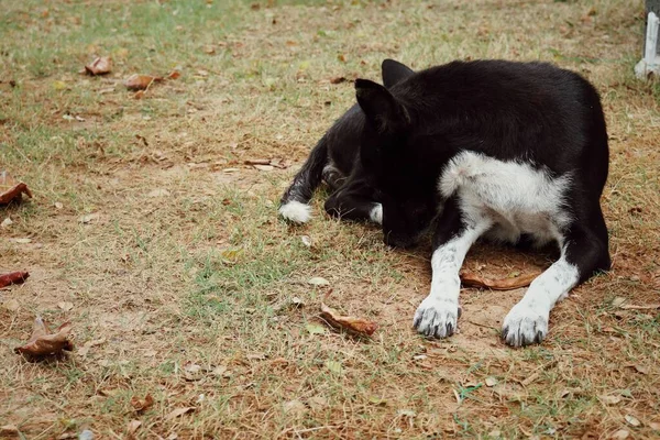 Schwarz Weißer Hund Auf Braunem Getrocknetem Gras Hintergrund — Stockfoto