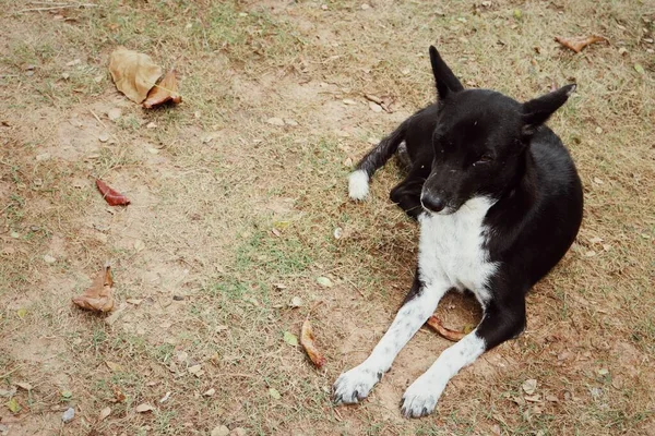 Μαύρο Και Άσπρο Σκυλί Καφέ Αποξηραμένο Γρασίδι Φόντο — Φωτογραφία Αρχείου