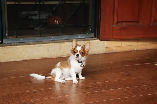 Lindo Animal Doméstico Perro Chihuahua Blanco Marrón —  Fotos de Stock