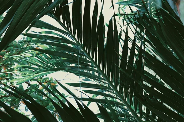Schöne Von Grünen Tropischen Blättern Pflanzenhintergrund Oder Textur — Stockfoto