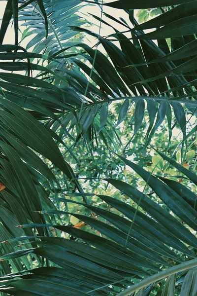 Hermosa Hojas Tropicales Verdes Fondo Planta Textura —  Fotos de Stock