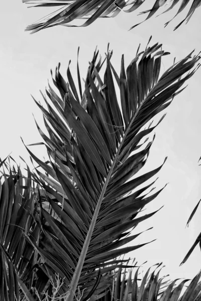 Mooi Van Zwart Wit Tropische Bladeren Plant Achtergrond Textuur — Stockfoto