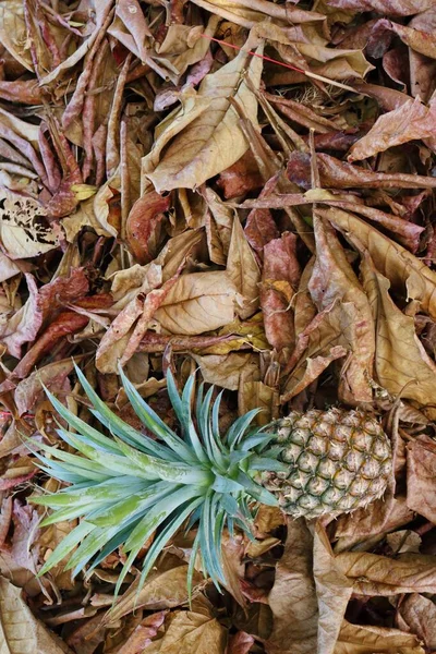 Pineapple Tropical Fruit Brown Dried Leaves Background Texture — Stock Photo, Image