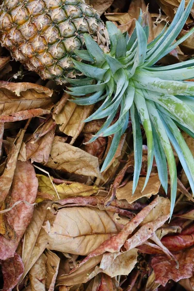 Ananas Frutta Tropicale Marrone Foglie Secche Sfondo Texture — Foto Stock