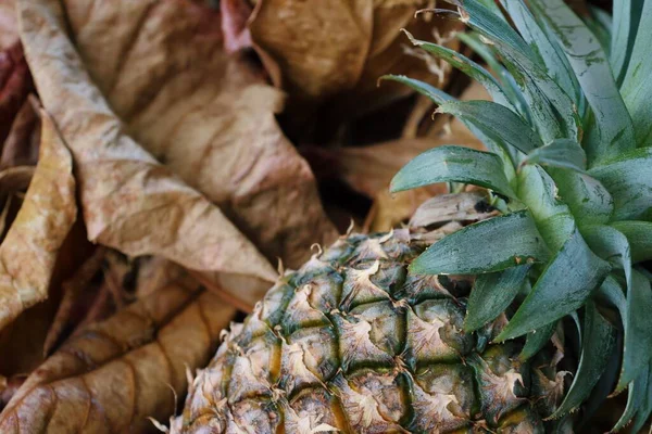 Ananas Tropisch Fruit Bruin Gedroogde Bladeren Achtergrond Textuur — Stockfoto