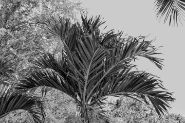 Siyah ve beyaz tropikal yaprakların güzelliği bitki arka planı veya dokusu