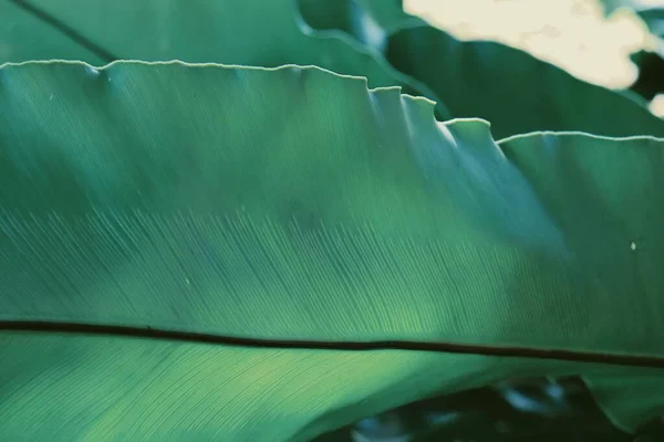 아름다운 식물의 — 스톡 사진