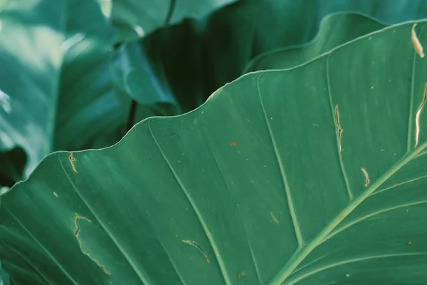 Vacker Gröna Tropiska Blad Växt Bakgrund Eller Konsistens — Stockfoto