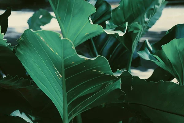 Yeşil Tropikal Yaprakların Güzelliği Bitki Arka Planı Veya Dokusu — Stok fotoğraf