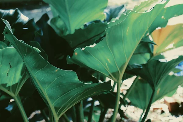 Piękne Zielone Liście Tropikalne Roślinne Tło Lub Tekstura — Zdjęcie stockowe