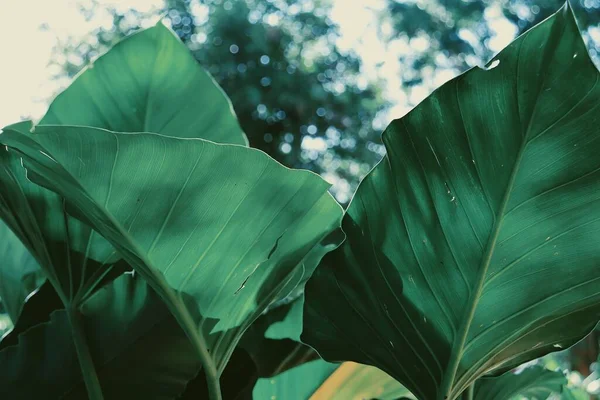 Hermosa Hojas Tropicales Verdes Fondo Planta Textura —  Fotos de Stock