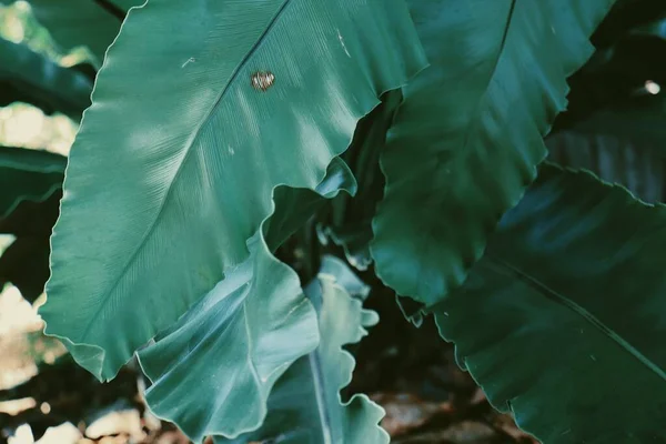 Yeşil Tropikal Yaprakların Güzelliği Bitki Arka Planı Veya Dokusu — Stok fotoğraf