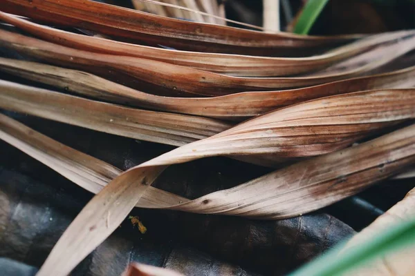 Close Dried Vetiver Leaves Background Texture — Stock Photo, Image