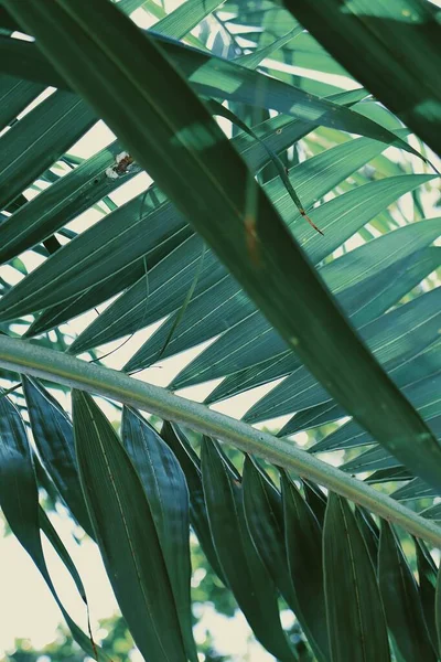 Hermosa Hojas Tropicales Verdes Fondo Planta Textura —  Fotos de Stock