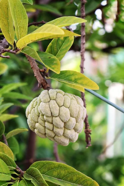 Custard Fruta Maçã Ásia Alimentos Folhas Verdes Árvore — Fotografia de Stock