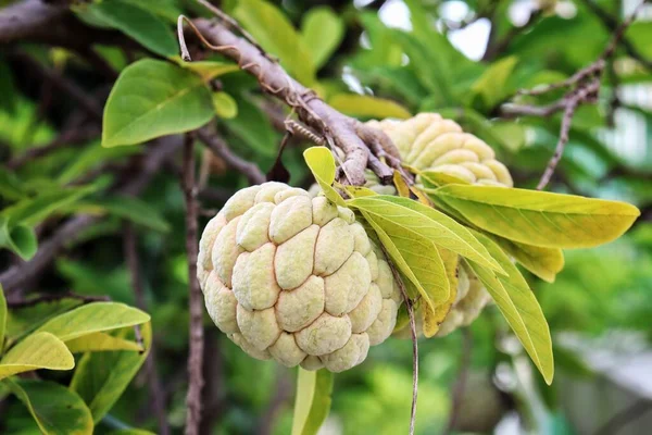 Custard Fruta Maçã Ásia Alimentos Folhas Verdes Árvore — Fotografia de Stock