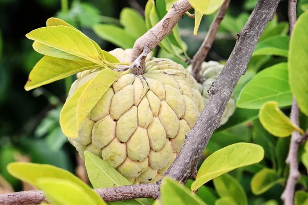Kremalı Elma Meyvesi Asya Yemeği Ağaçta Yeşil Yapraklar — Stok fotoğraf