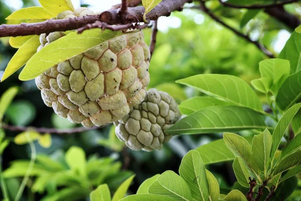 Custard Fruta Maçã Ásia Alimentos Folhas Verdes Árvore — Fotografia de Stock