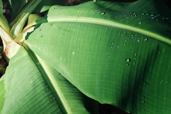 Gyönyörű Zöld Trópusi Levelek Növényi Vízcsepp Háttér Vagy Textúra — Stock Fotó