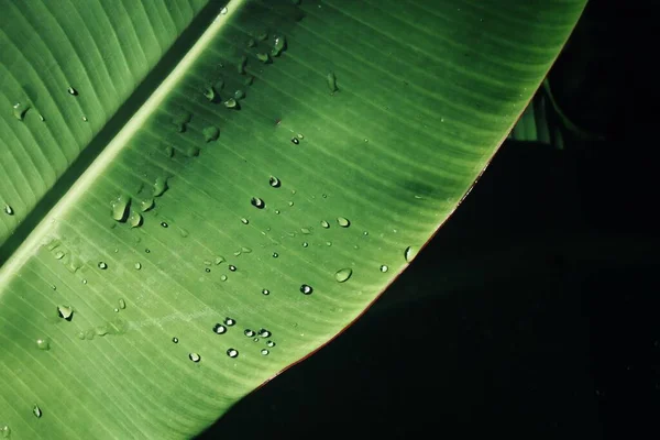 Hermosa Hojas Tropicales Verdes Planta Agua Gota Fondo Textura — Foto de Stock