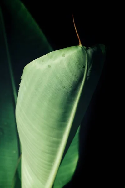 Schöne Der Grünen Tropischen Blätter Pflanze Und Wassertropfen Hintergrund Oder — Stockfoto