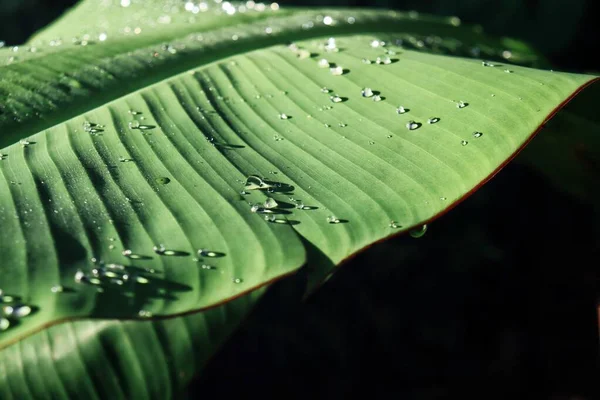 Hermosa Hojas Tropicales Verdes Planta Agua Gota Fondo Textura — Foto de Stock