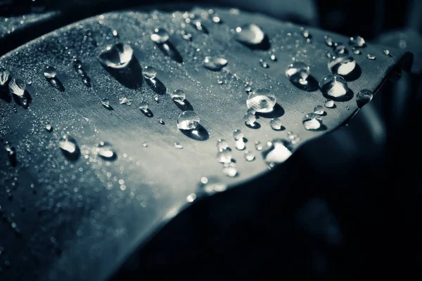 Blanco Negro Hermosas Hojas Tropicales Fondo Planta Textura — Foto de Stock