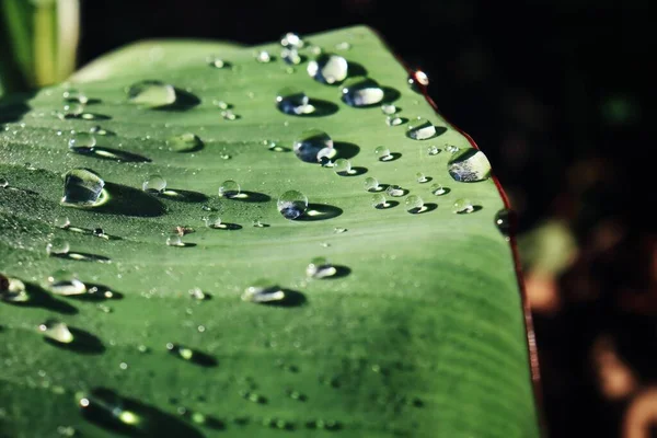 Hermosa Hojas Tropicales Verdes Planta Agua Gota Fondo Textura — Foto de Stock