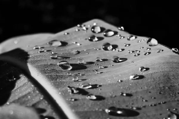 Blanco Negro Hermosas Hojas Tropicales Fondo Planta Textura — Foto de Stock