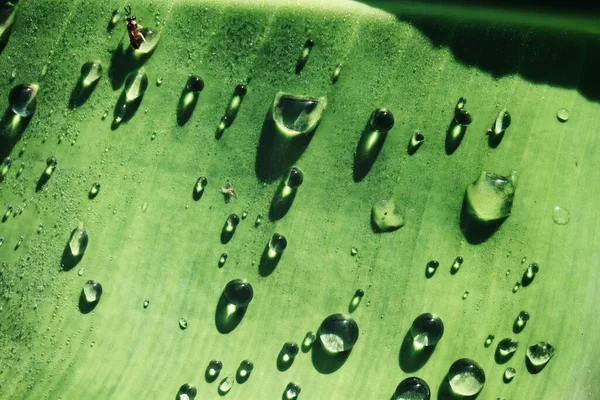 Schöne Der Grünen Tropischen Blätter Pflanze Und Wassertropfen Hintergrund Oder — Stockfoto