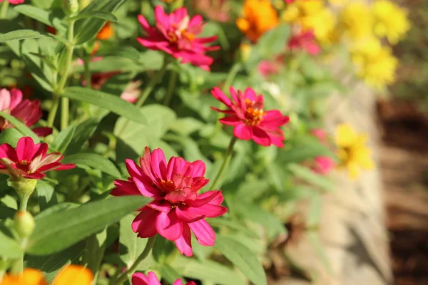 Hermosa Flores Rosadas Primavera Hojas Verdes Jardín —  Fotos de Stock