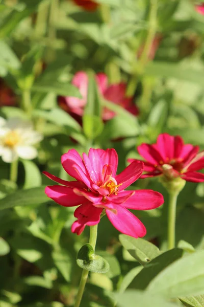 Hermosa Flores Rosadas Primavera Hojas Verdes Jardín —  Fotos de Stock