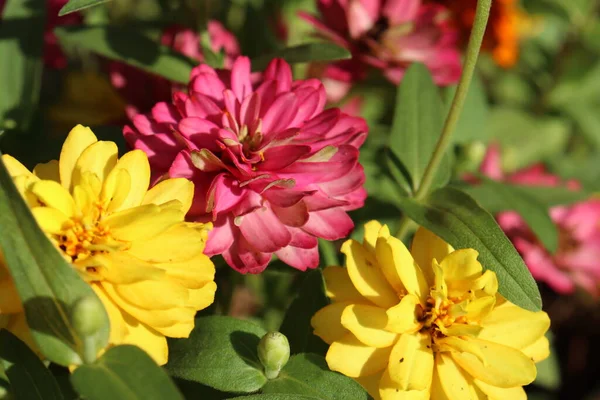 Vacker Rosa Vårblommor Och Gröna Blad Trädgården — Stockfoto